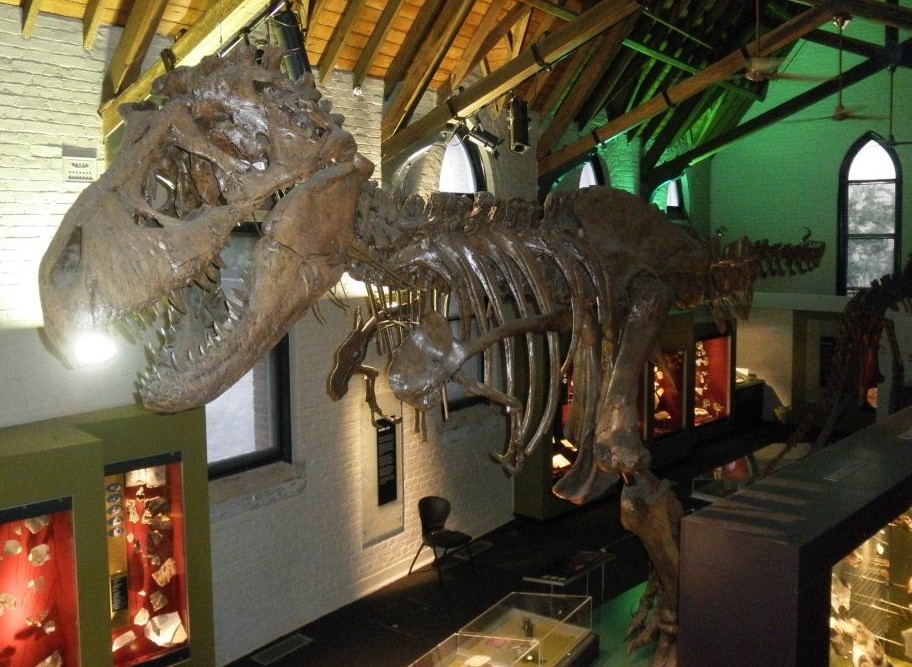 Tyrannosaurus rex skeleton in a museum
