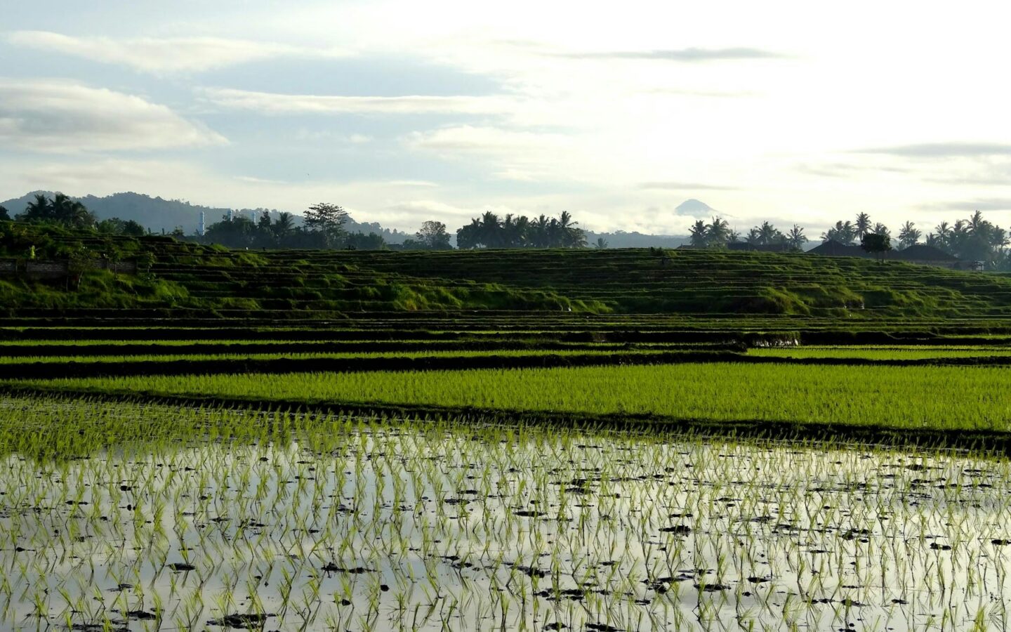 Illustrative green rice field used as agricultural context