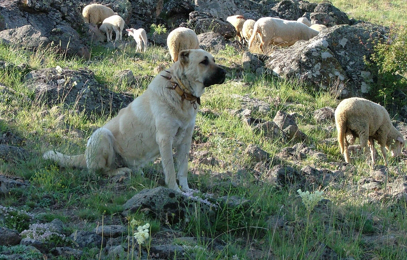 Türkiye'de otlayan koyun sürüsünün yanında bir Kangal köpeği