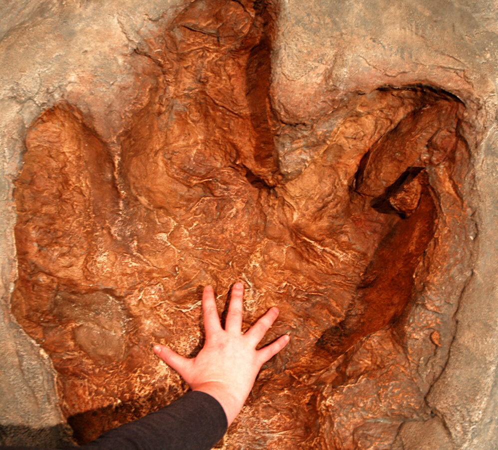 Tyrannosaurus rex footprint displayed with a size comparison