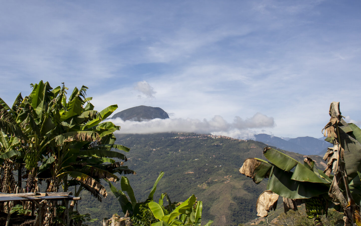 Cloud forest in Bolivia’s Yungas region, habitat of the newly described Leopardus tilcayo