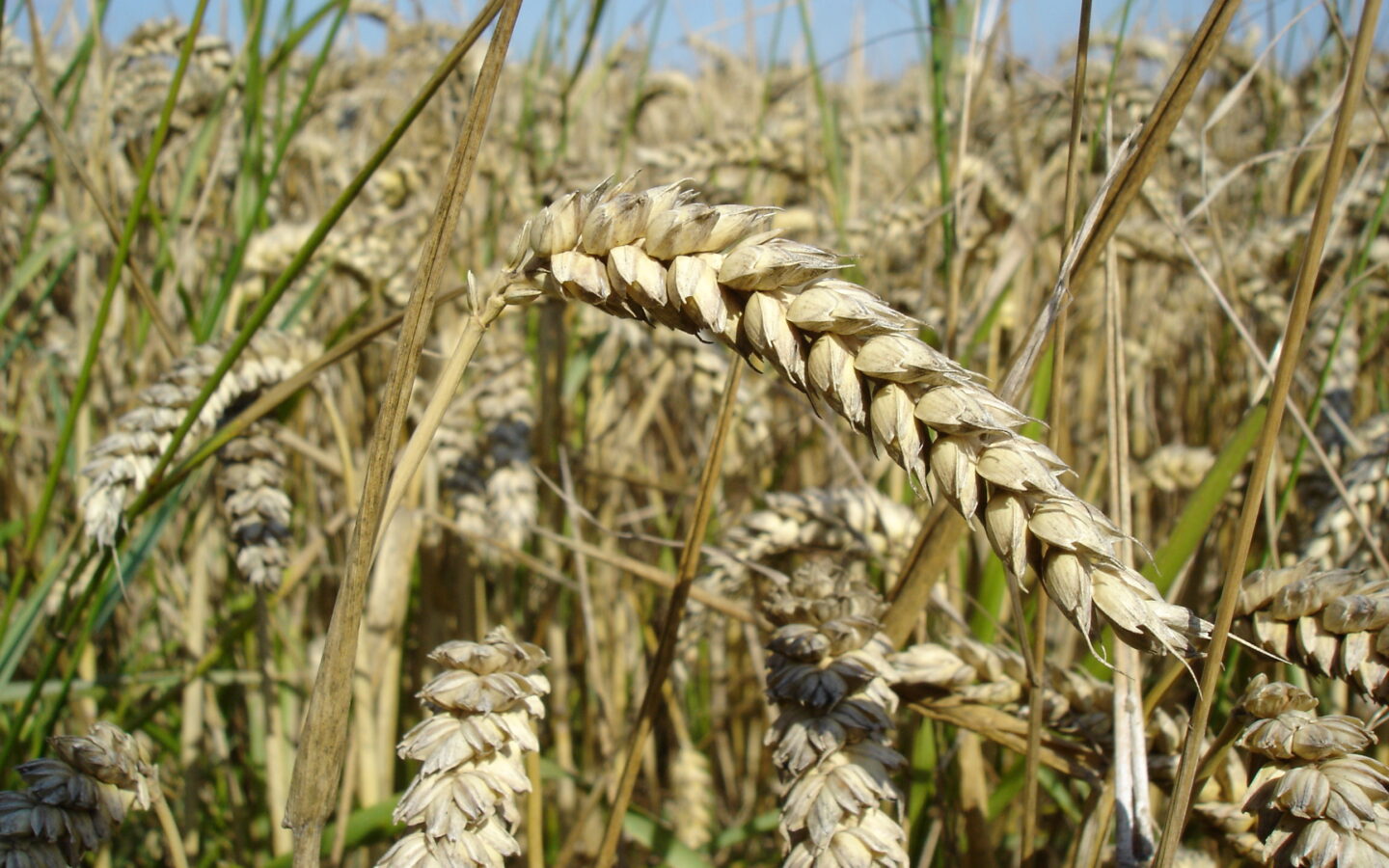 Buğday başakları